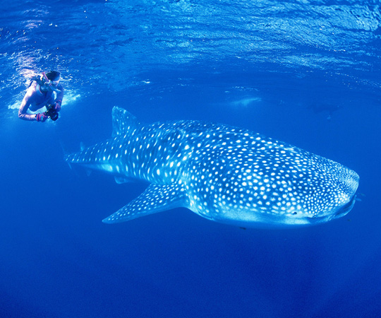 ningaloo-reef-western-australia-swimming-with-whale-shark